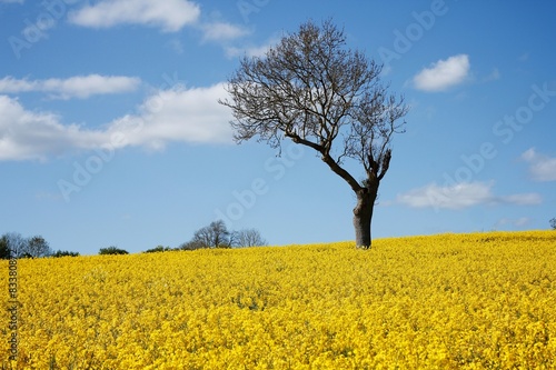 Unique Tree Alone in Yellow Rapeseed Field