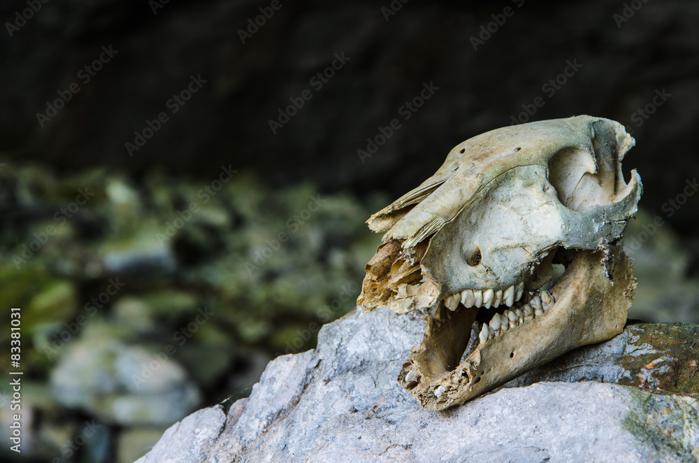 Wild boar skull Wild boar skull