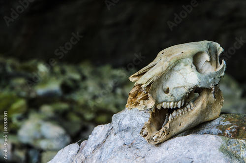 Wild boar skull
