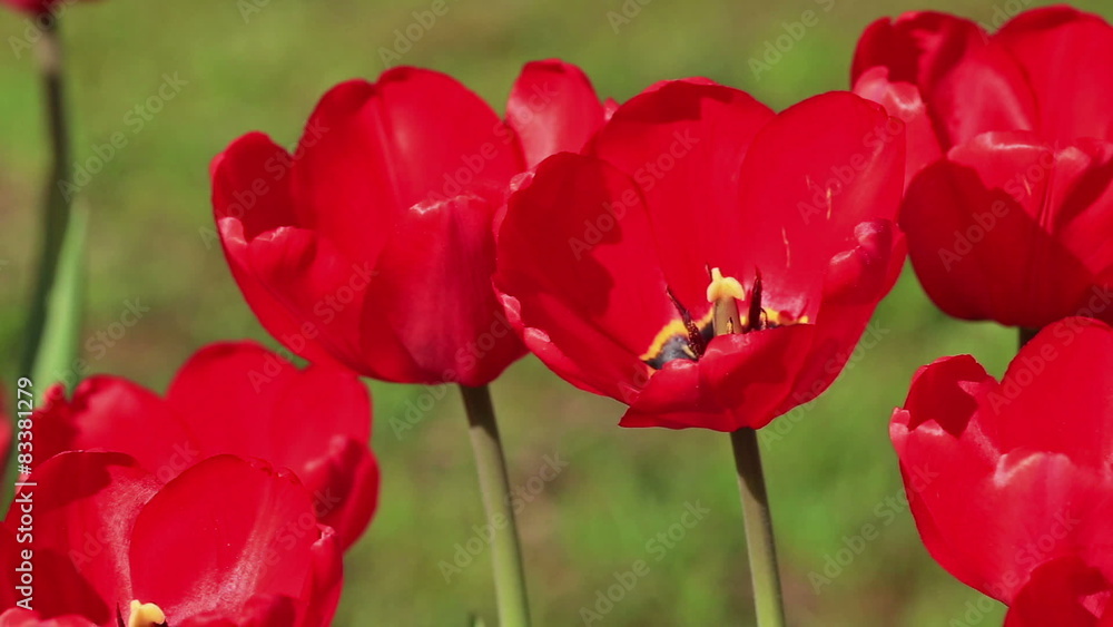 beautiful red tulips with thin green stems beautiful red tulips with thin green stems