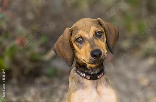 Cute Puppy Dog Ouutside Looking © mexitographer