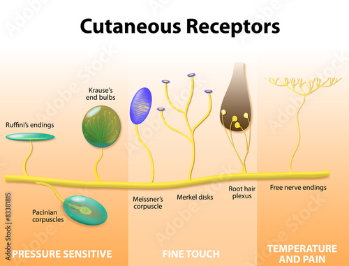 Sensory receptors in the human skin photo