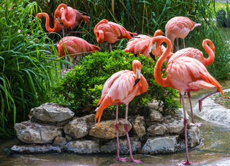 Poster Flamingo Flamingofamilie in dierentuin Lissabon  © Travel Faery