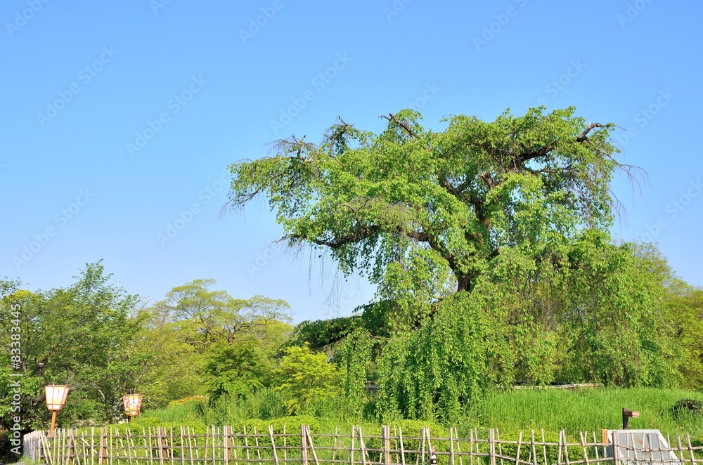 Obraz premium 円山公園の枝垂れ桜 