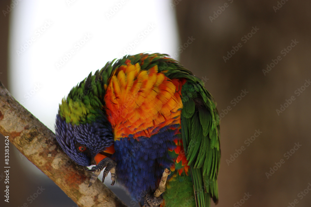 Obraz premium Rainbow Lorikeet (Trichoglossus moluccanus)