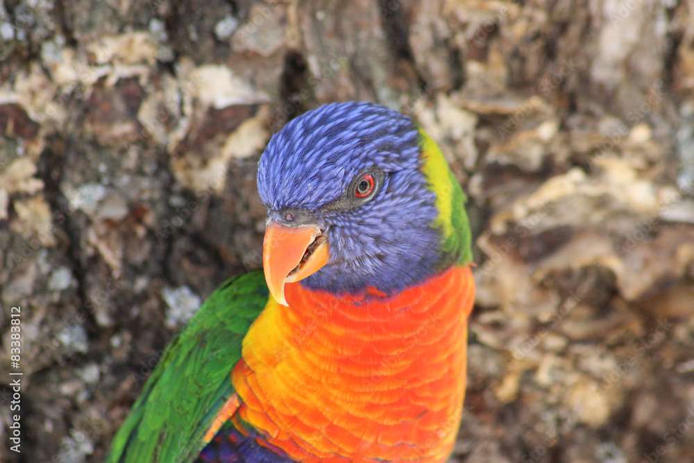Fototapeta premium Close up of Rainbow Lorikeet