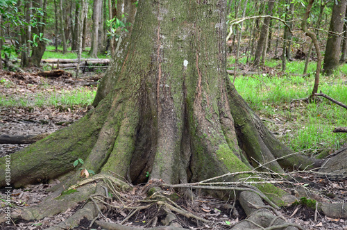 Cypress Tree Trunk in Georgia Swamp