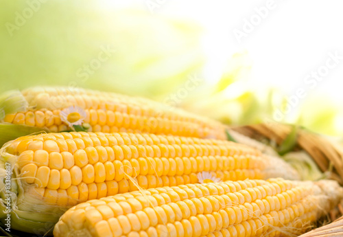 fresh corn in the basket photo