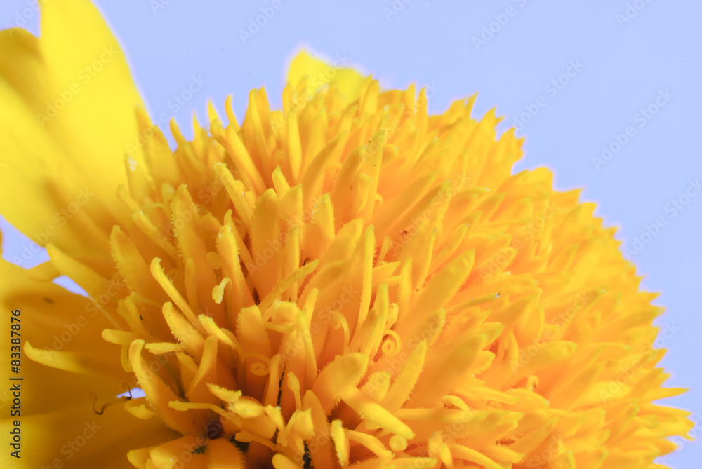 Macro shot of marigold flower Macro shot of marigold flower