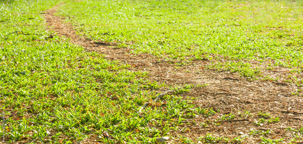 walking track though green grass walking track though green grass