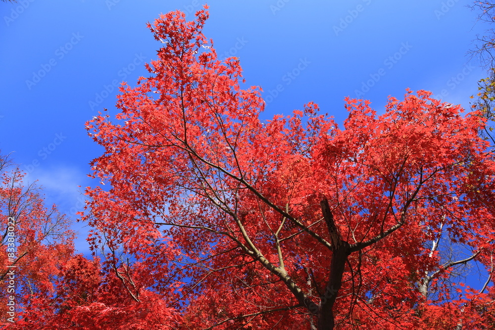 Autumn leaves in Arima-onsen, Kobe, Japan Autumn leaves in Arima-onsen, Kobe, Japan