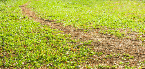 walking track though green grass