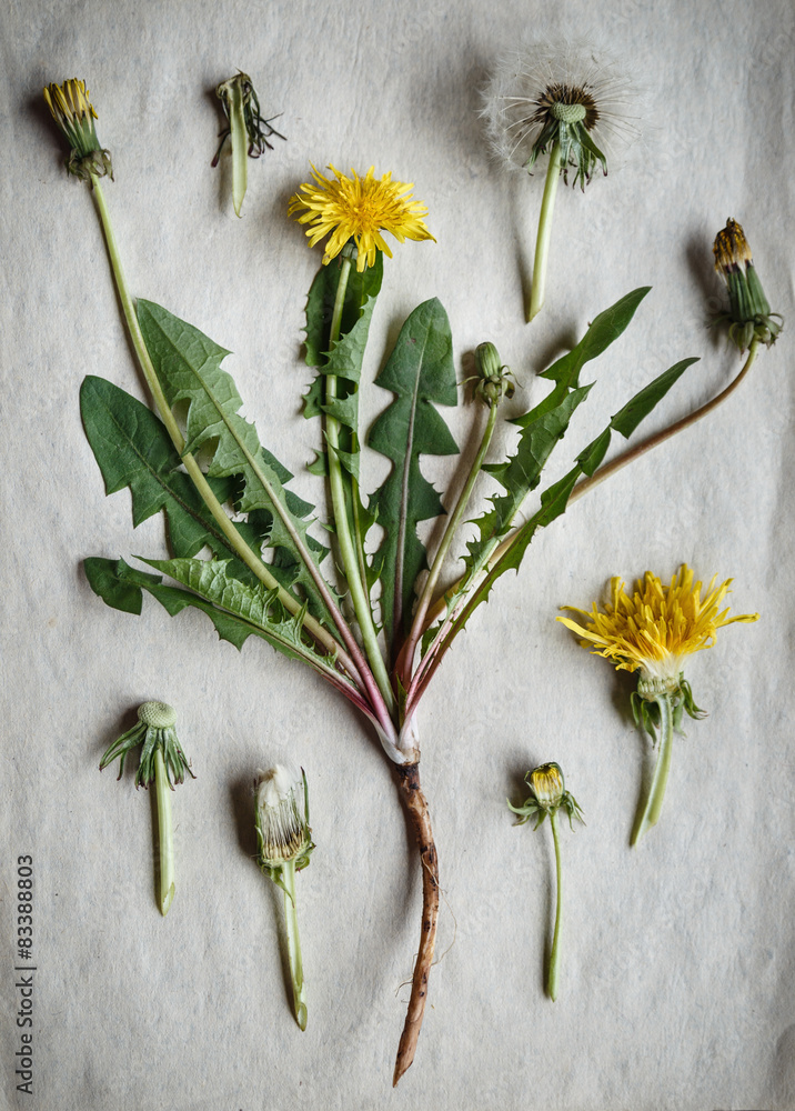 Obraz premium Dandelion's herbarium