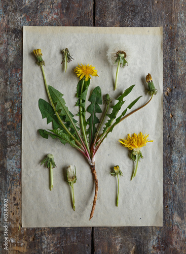 Fototapeta Naklejka Na Ścianę i Meble -  Dandelion's herbarium