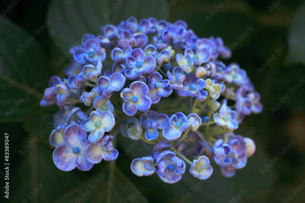 渦紫陽花 渦紫陽花