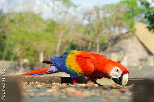 Macaw parrots come for feeding to ruins of Copan photo