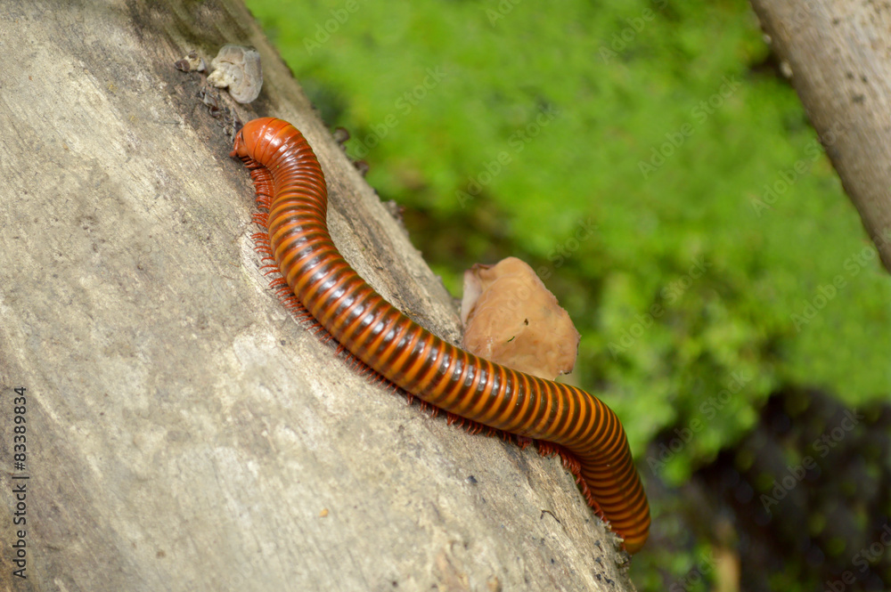 Millipede from central of Thailand Millipede from central of Thailand