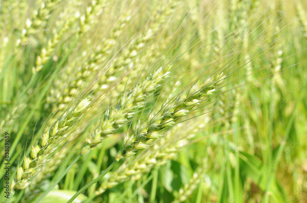 一面の麦畑 新緑 若葉