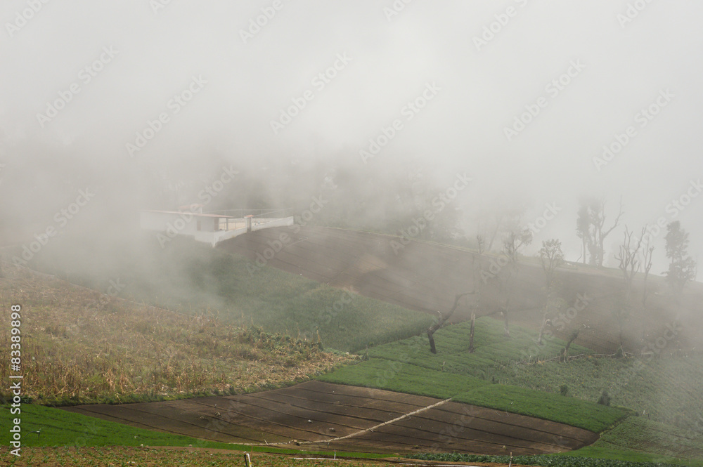 Obraz premium Vegetable farm covered with fog near Zunil