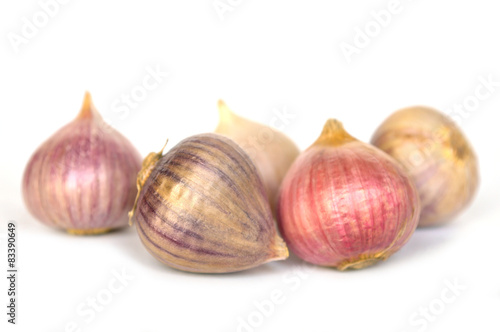 Solo garlic on white background