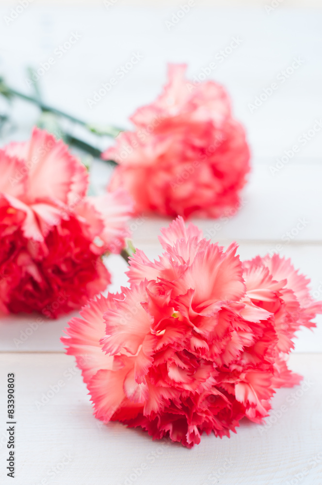 Carnations on white board, mother day Carnations on white board, mother day