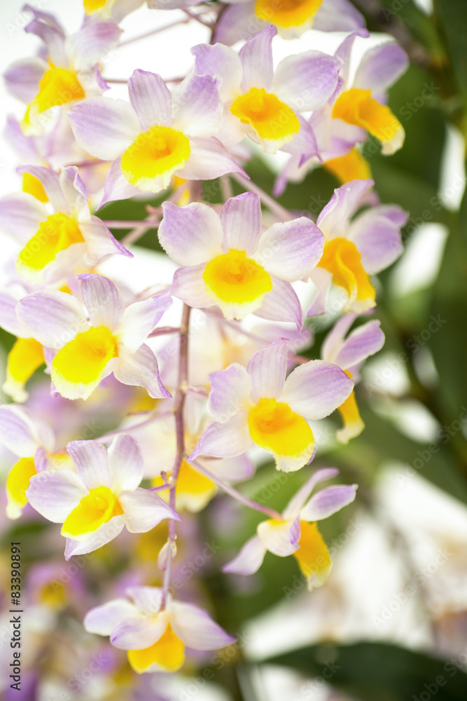 Obraz premium デンドロビューム