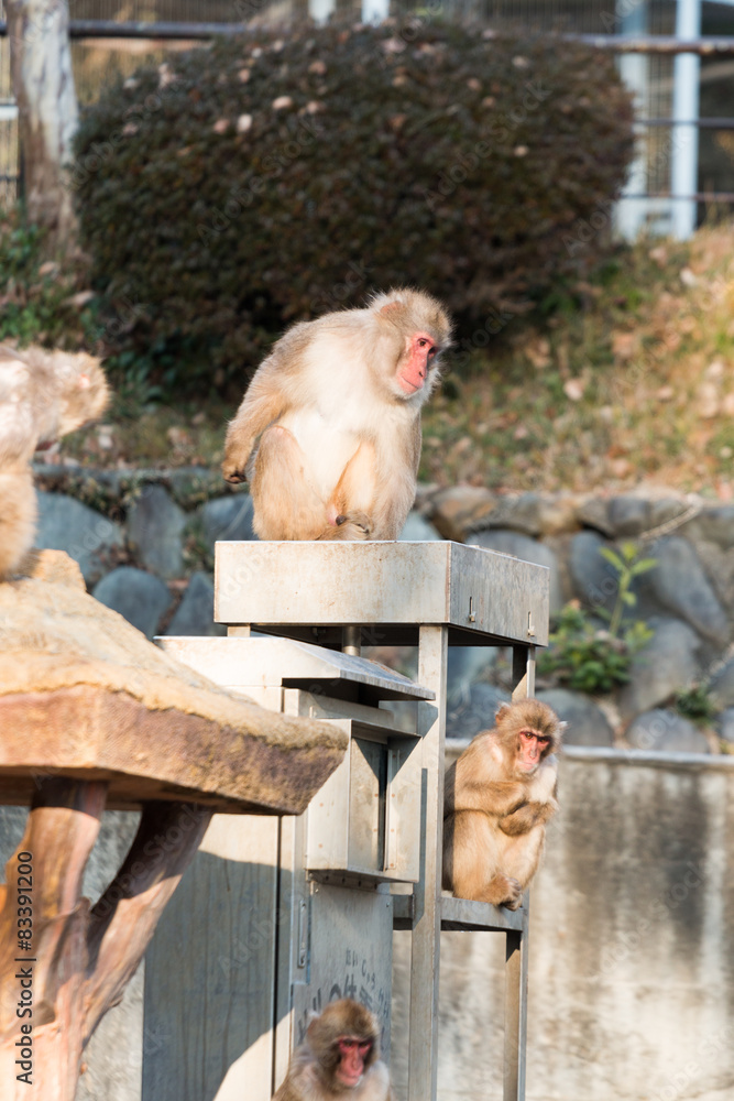 Obraz premium ニホンザル