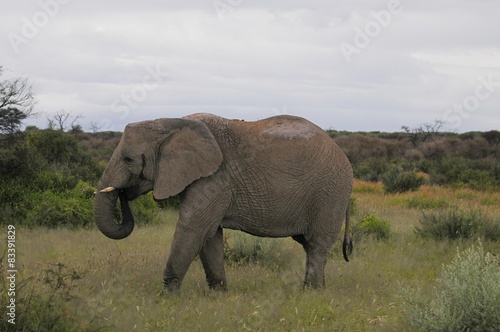 Afrikanischer Elefant  Loxodonta africana 