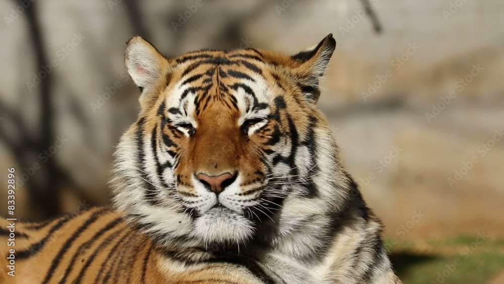 Portrait of a Bengal tiger irritated by flies Portrait of a Bengal tiger irritated by flies