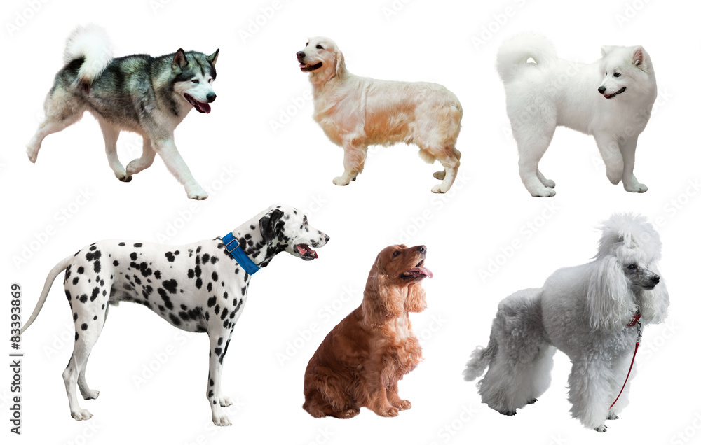 Obraz premium Set of dogs. Isolated over white