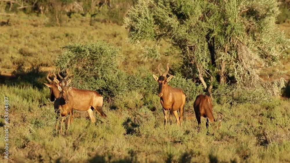 Red hartebeest antelopes, South Africa Red hartebeest antelopes, South Africa