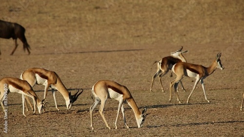 Springbok antelopes feeding with blue wildebeest passing