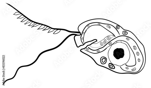 Vector Common bacteria infecting human 1