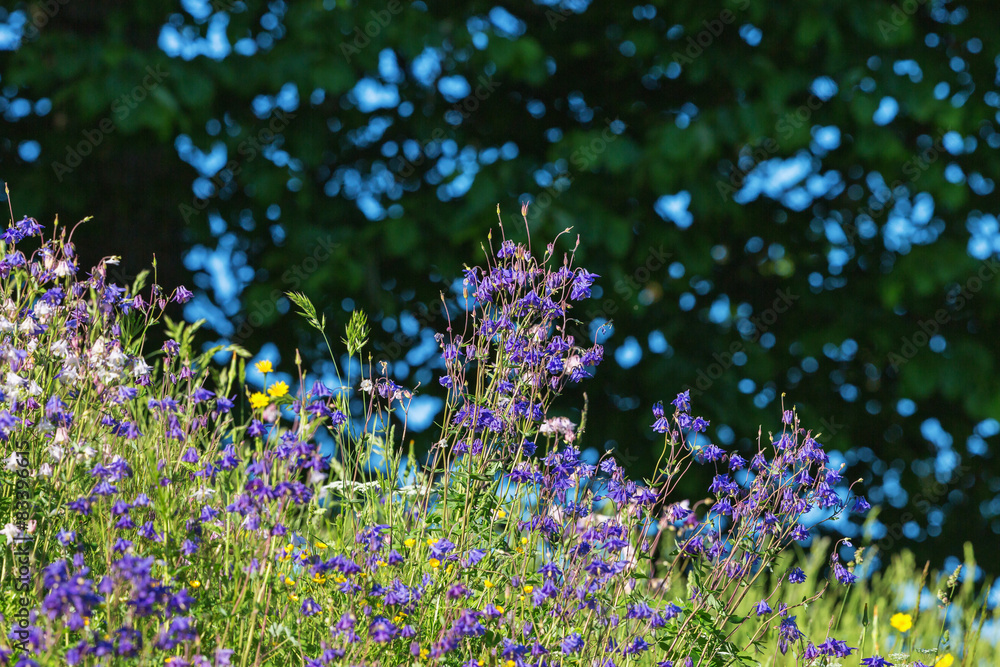 Wildflowers on a summer meadow