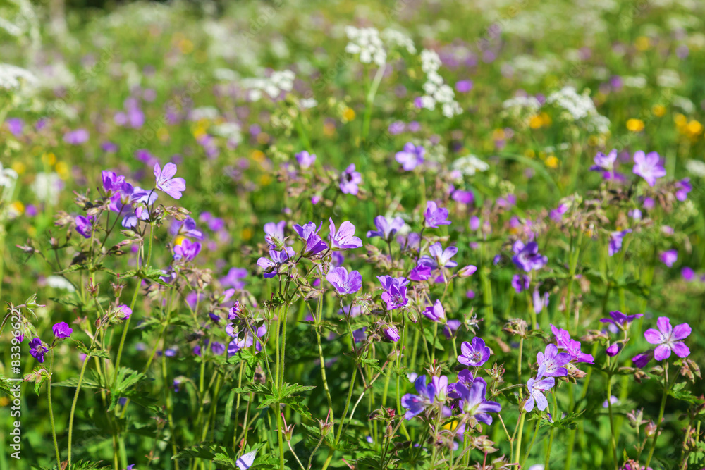 Wood cranesbill flowers in the meadow