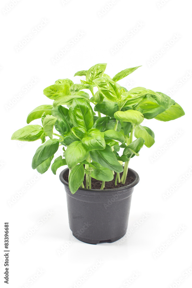 Basil herb in plastic pot isolated o white Basil herb in plastic pot isolated o white