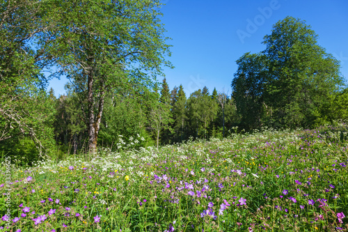 Fototapeta Naklejka Na Ścianę i Meble -  Summer meadow at the forest edge