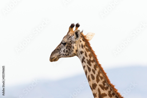 Fototapeta Naklejka Na Ścianę i Meble -  Giraffes potrait