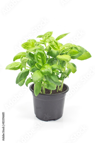 Basil herb in plastic pot isolated o white
