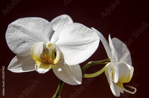 Orchidaceae