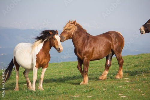 Fototapeta Naklejka Na Ścianę i Meble -  Coppia di cavalli in amore
