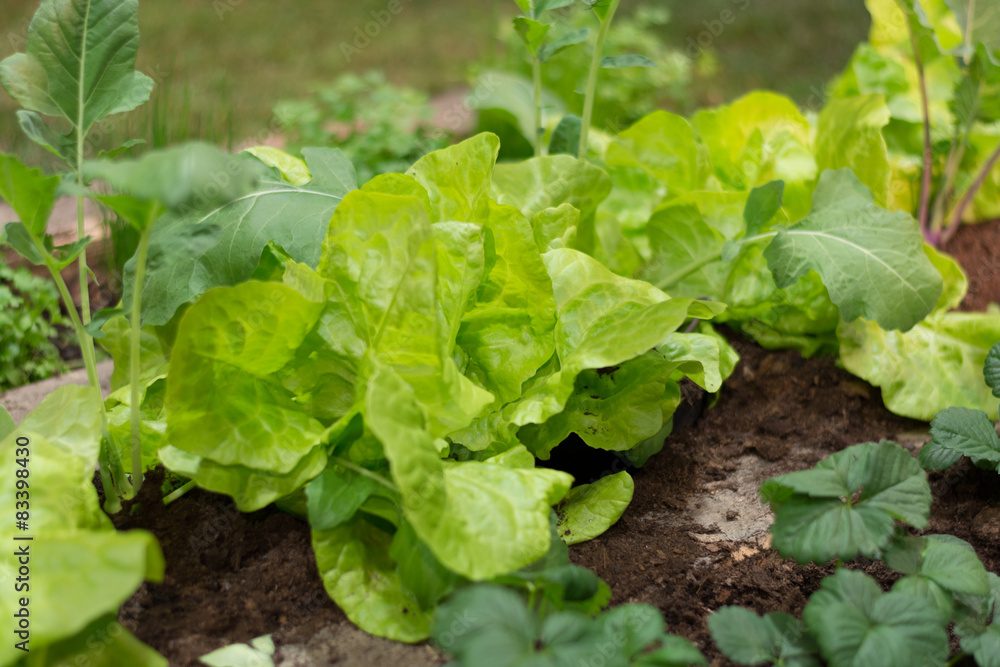 grüner Salat und Kohlrabi im Hochbeet grüner Salat und Kohlrabi im Hochbeet