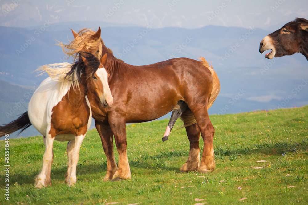 Cavalli in amore con l'asinello Cavalli in amore con l'asinello