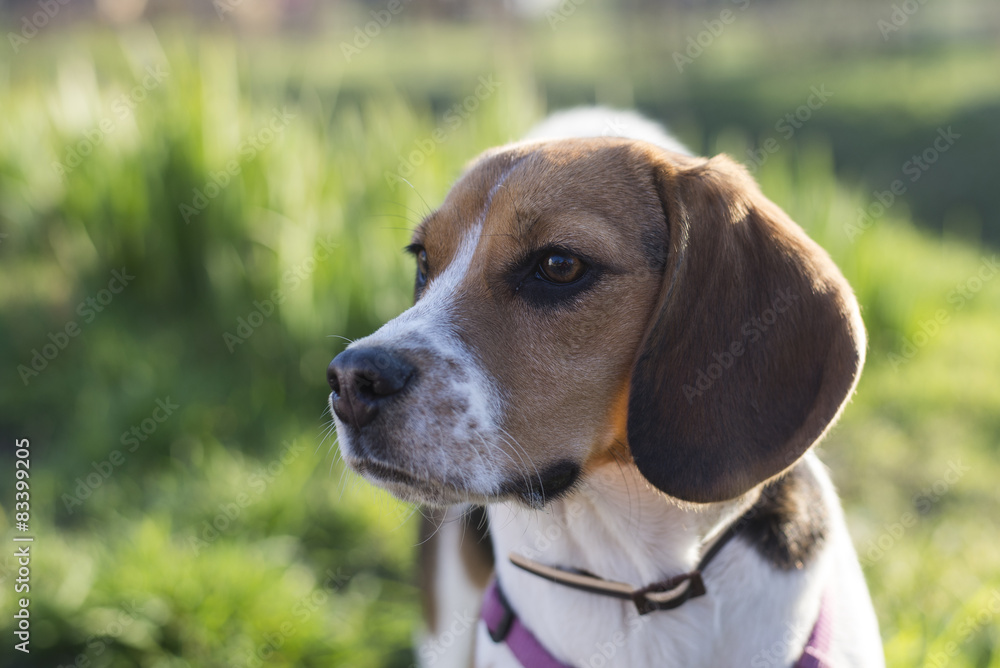 Tricolor beagle dog outdoor sunlit