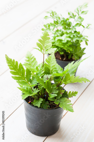 Little fern plants in flower pots © amawasri