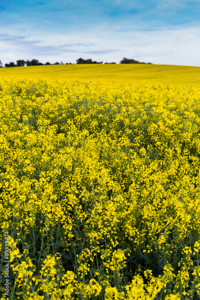 Rapeseed and mustard plant fields