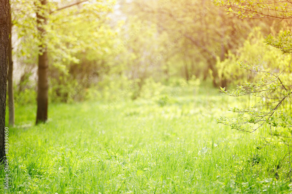 yard garden background with shallow focus yard garden background with shallow focus