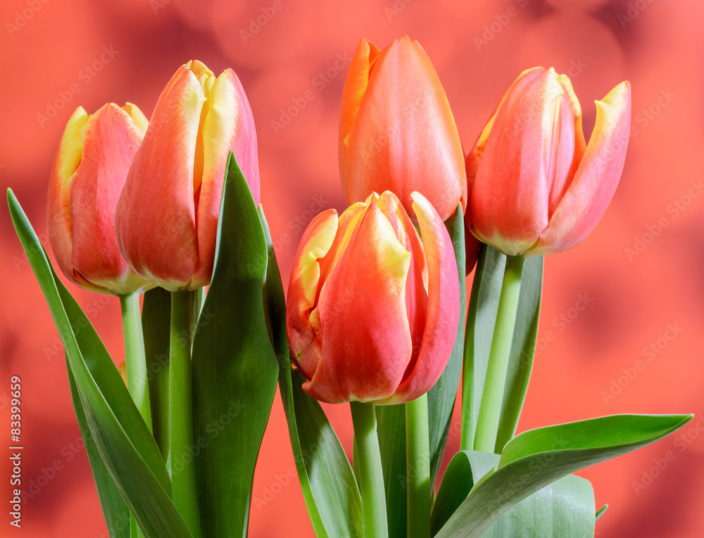 Obraz premium Red tulips flowers, floral arrangement, gradient background.