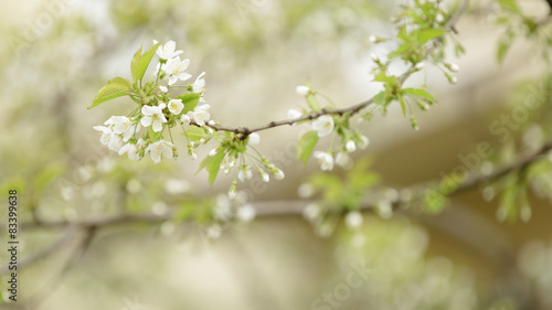 cherry tree blossom with white flowers © GCapture