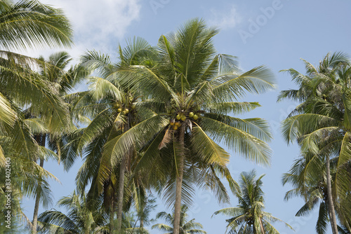 Palm trees with coconuts in blue sky